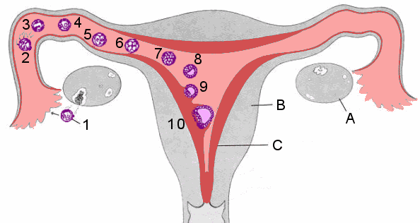 a pénisz és a petesejtek megnagyobbodása
